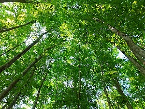 清掃活動1